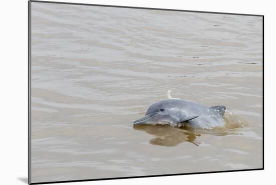 Adult gray dolphin (bufeo gris) (Sotalia fluviatilis), Amazon National Park, Loreto, Peru-Michael Nolan-Mounted Photographic Print