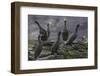 Adult Great Cormorant (Shag) (Phalacrocorax Carbo)-Michael Nolan-Framed Photographic Print