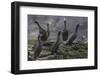 Adult Great Cormorant (Shag) (Phalacrocorax Carbo)-Michael Nolan-Framed Photographic Print