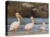 Adult great white pelicans on the Zambezi River, Mosi-oa-Tunya National Park, Zambia-Michael Nolan-Stretched Canvas