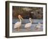 Adult great white pelicans on the Zambezi River, Mosi-oa-Tunya National Park, Zambia-Michael Nolan-Framed Photographic Print