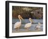 Adult great white pelicans on the Zambezi River, Mosi-oa-Tunya National Park, Zambia-Michael Nolan-Framed Photographic Print