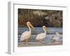 Adult great white pelicans on the Zambezi River, Mosi-oa-Tunya National Park, Zambia-Michael Nolan-Framed Photographic Print