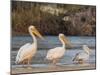 Adult great white pelicans on the Zambezi River, Mosi-oa-Tunya National Park, Zambia-Michael Nolan-Mounted Photographic Print