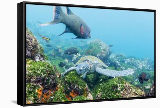 Adult Green Sea Turtle (Chelonia Mydas) Feeding Underwater Near Isabela Island-Michael Nolan-Framed Stretched Canvas