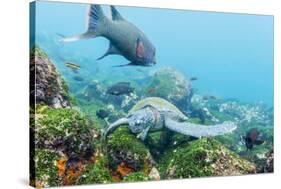 Adult Green Sea Turtle (Chelonia Mydas) Feeding Underwater Near Isabela Island-Michael Nolan-Stretched Canvas