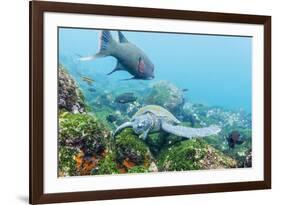 Adult Green Sea Turtle (Chelonia Mydas) Feeding Underwater Near Isabela Island-Michael Nolan-Framed Photographic Print