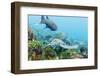 Adult Green Sea Turtle (Chelonia Mydas) Feeding Underwater Near Isabela Island-Michael Nolan-Framed Photographic Print