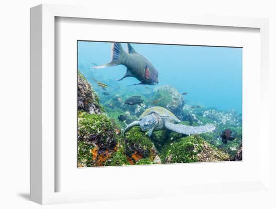 Adult Green Sea Turtle (Chelonia Mydas) Feeding Underwater Near Isabela Island-Michael Nolan-Framed Photographic Print