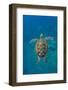 Adult green sea turtle (Chelonia mydas) in the protected marine sanctuary-Michael Nolan-Framed Photographic Print