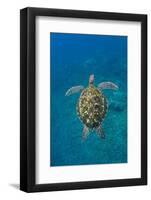 Adult green sea turtle (Chelonia mydas) in the protected marine sanctuary-Michael Nolan-Framed Photographic Print