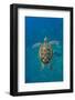 Adult green sea turtle (Chelonia mydas) in the protected marine sanctuary-Michael Nolan-Framed Photographic Print