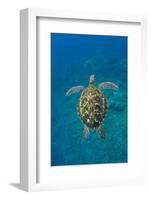 Adult green sea turtle (Chelonia mydas) in the protected marine sanctuary-Michael Nolan-Framed Photographic Print