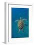 Adult green sea turtle (Chelonia mydas) in the protected marine sanctuary-Michael Nolan-Framed Photographic Print