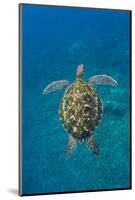 Adult green sea turtle (Chelonia mydas) in the protected marine sanctuary-Michael Nolan-Mounted Photographic Print