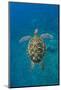 Adult green sea turtle (Chelonia mydas) in the protected marine sanctuary-Michael Nolan-Mounted Photographic Print