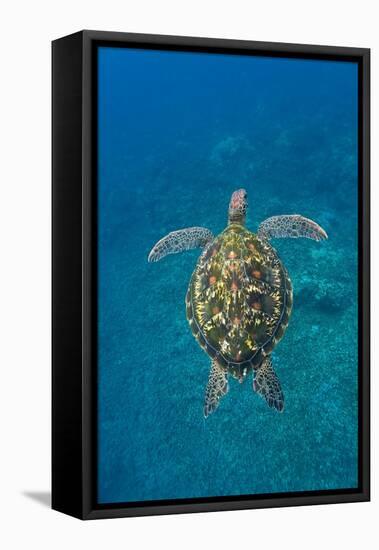 Adult green sea turtle (Chelonia mydas) in the protected marine sanctuary-Michael Nolan-Framed Stretched Canvas