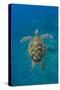 Adult green sea turtle (Chelonia mydas) in the protected marine sanctuary-Michael Nolan-Stretched Canvas