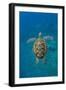 Adult green sea turtle (Chelonia mydas) in the protected marine sanctuary-Michael Nolan-Framed Photographic Print