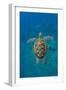 Adult green sea turtle (Chelonia mydas) in the protected marine sanctuary-Michael Nolan-Framed Photographic Print