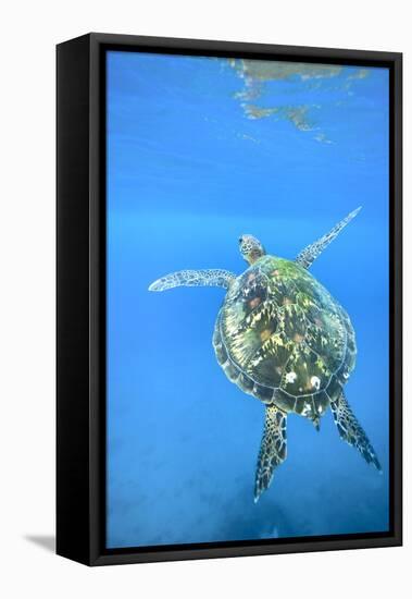 Adult green sea turtle (Chelonia mydas) in the protected marine sanctuary-Michael Nolan-Framed Stretched Canvas