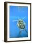 Adult green sea turtle (Chelonia mydas) in the protected marine sanctuary-Michael Nolan-Framed Photographic Print