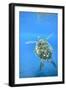 Adult green sea turtle (Chelonia mydas) in the protected marine sanctuary-Michael Nolan-Framed Photographic Print