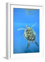 Adult green sea turtle (Chelonia mydas) in the protected marine sanctuary-Michael Nolan-Framed Photographic Print