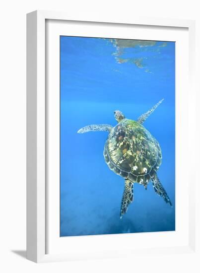 Adult green sea turtle (Chelonia mydas) in the protected marine sanctuary-Michael Nolan-Framed Photographic Print