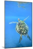 Adult green sea turtle (Chelonia mydas) in the protected marine sanctuary-Michael Nolan-Mounted Photographic Print