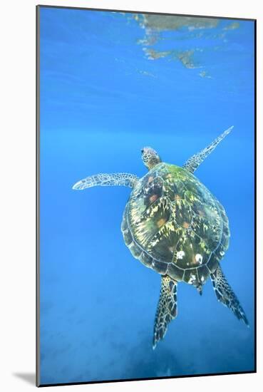 Adult green sea turtle (Chelonia mydas) in the protected marine sanctuary-Michael Nolan-Mounted Photographic Print