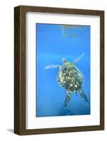 Adult green sea turtle (Chelonia mydas) in the protected marine sanctuary-Michael Nolan-Framed Photographic Print