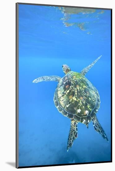 Adult green sea turtle (Chelonia mydas) in the protected marine sanctuary-Michael Nolan-Mounted Photographic Print