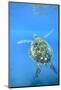 Adult green sea turtle (Chelonia mydas) in the protected marine sanctuary-Michael Nolan-Mounted Photographic Print