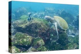 Adult Green Sea Turtle (Chelonia Mydas) Underwater Near Camera-Michael Nolan-Stretched Canvas