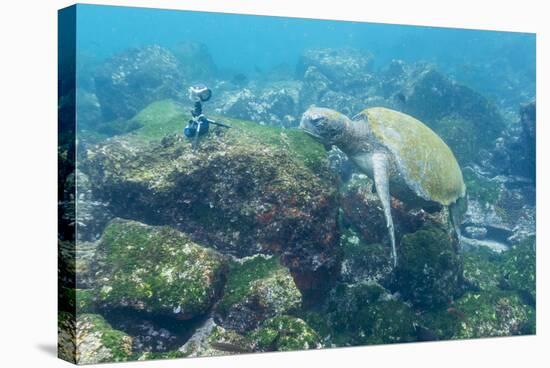 Adult Green Sea Turtle (Chelonia Mydas) Underwater Near Camera-Michael Nolan-Stretched Canvas