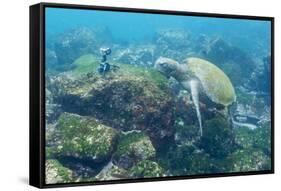 Adult Green Sea Turtle (Chelonia Mydas) Underwater Near Camera-Michael Nolan-Framed Stretched Canvas