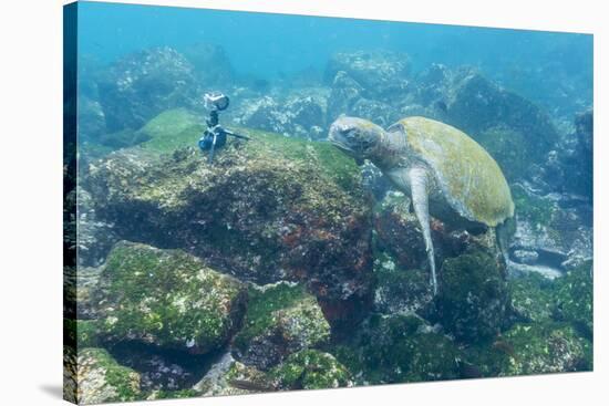 Adult Green Sea Turtle (Chelonia Mydas) Underwater Near Camera-Michael Nolan-Stretched Canvas