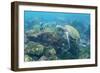 Adult Green Sea Turtle (Chelonia Mydas) Underwater Near Camera-Michael Nolan-Framed Photographic Print