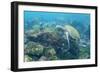 Adult Green Sea Turtle (Chelonia Mydas) Underwater Near Camera-Michael Nolan-Framed Photographic Print