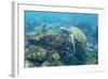 Adult Green Sea Turtle (Chelonia Mydas) Underwater Near Camera-Michael Nolan-Framed Photographic Print