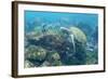 Adult Green Sea Turtle (Chelonia Mydas) Underwater Near Camera-Michael Nolan-Framed Photographic Print