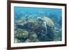 Adult Green Sea Turtle (Chelonia Mydas) Underwater Near Camera-Michael Nolan-Framed Photographic Print