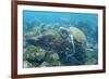 Adult Green Sea Turtle (Chelonia Mydas) Underwater Near Camera-Michael Nolan-Framed Photographic Print