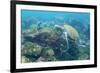 Adult Green Sea Turtle (Chelonia Mydas) Underwater Near Camera-Michael Nolan-Framed Photographic Print