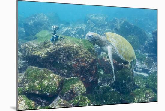 Adult Green Sea Turtle (Chelonia Mydas) Underwater Near Camera-Michael Nolan-Mounted Photographic Print