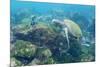 Adult Green Sea Turtle (Chelonia Mydas) Underwater Near Camera-Michael Nolan-Mounted Photographic Print