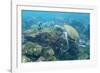 Adult Green Sea Turtle (Chelonia Mydas) Underwater Near Camera-Michael Nolan-Framed Photographic Print