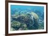 Adult Green Sea Turtle (Chelonia Mydas) Underwater Near Camera-Michael Nolan-Framed Photographic Print