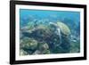 Adult Green Sea Turtle (Chelonia Mydas) Underwater Near Camera-Michael Nolan-Framed Photographic Print